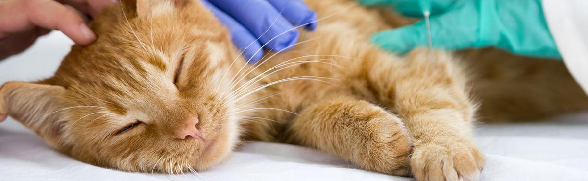 Help prevent and manage kidney disease in dogs and cats