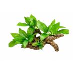 AQUATIC PLASTIC PLANT 19X14cm PP4005