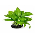 AQUATIC PLASTIC PLANT 9X11cm PP2002