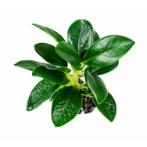 AQUATIC PLASTIC PLANT 9X11cm PP2005