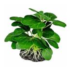 AQUATIC PLASTIC PLANT 9X11cm PP2007