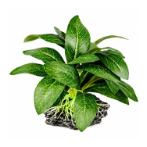 AQUATIC PLASTIC PLANT 9X11cm PP2008