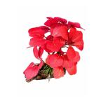 AQUATIC PLASTIC PLANT 9X13cm PP9003