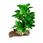 AQUATIC PLASTIC PLANT  9X13cm PP9007