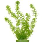 HORNWORT - LARGE 12 INCH PP1212