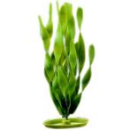 JUNGLE VALLISNERIA - LARGE 12 INCH PP1214