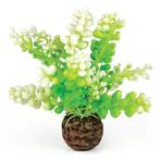 AQUATIC CAULERPA - GREEN BIO46090