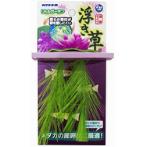 LITTLE GARDEN ROCK FLOATING PLANTS - PINK NAP520