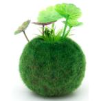 TABLE AQUA MOSS BALL - LARGE 3 NAP572