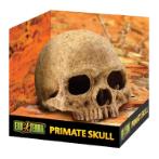 PRIMATE SKULL RCH0PT2855