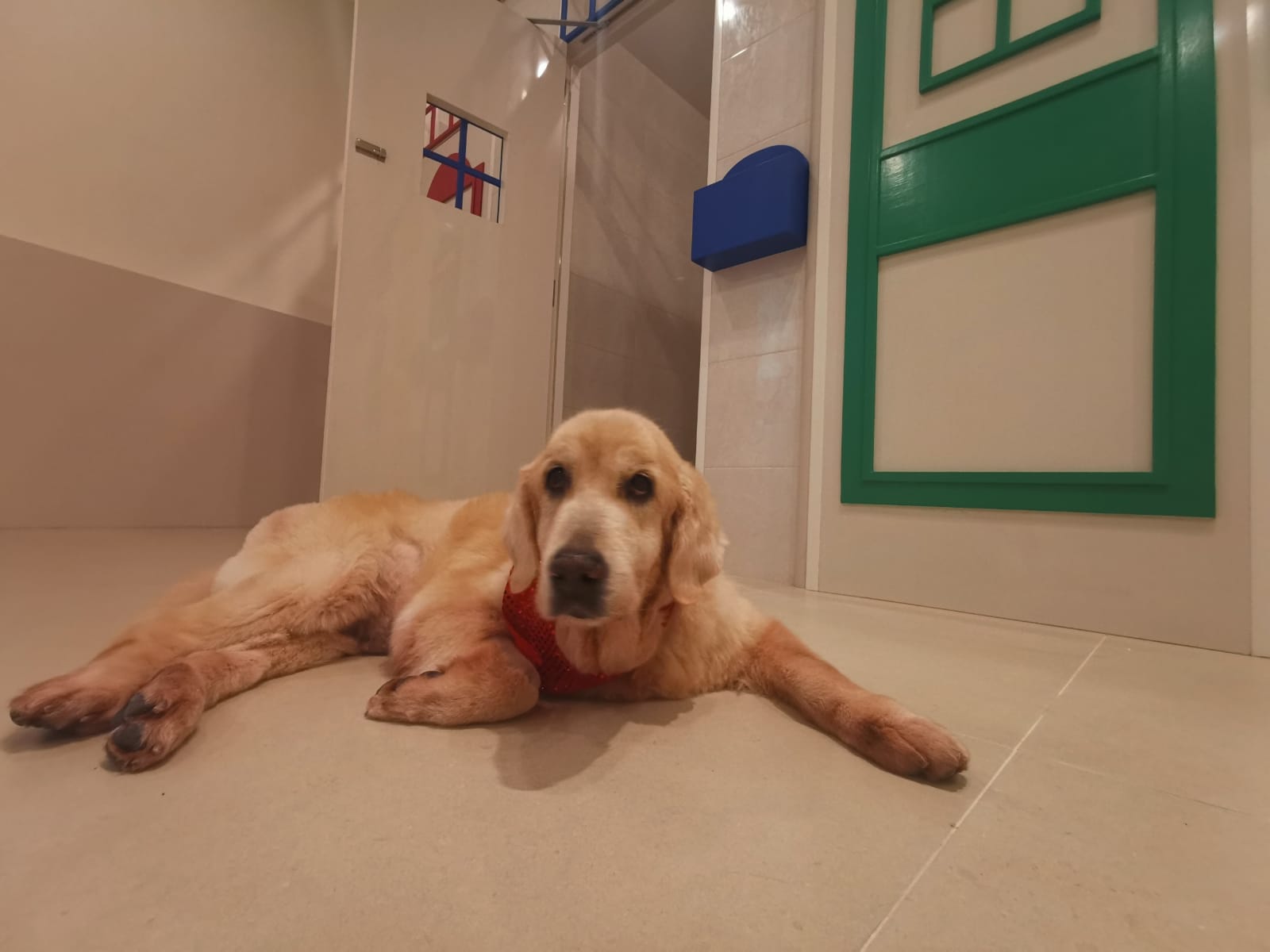 dog boarding for small dogs near me